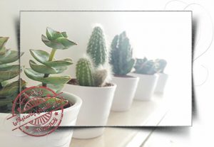 گلدان پلاستیکی کاکتوس